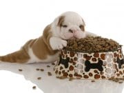 Puppy food by: fotosearch.com