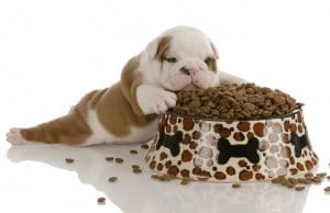 Puppy food by: fotosearch.com