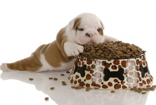 Puppy food by: fotosearch.com