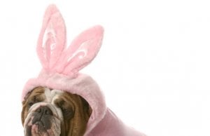 Dog costume by: Fotosearch.com