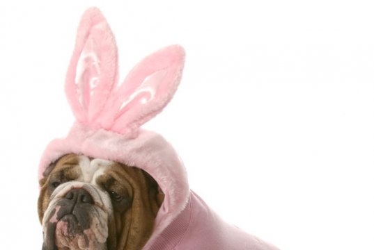 Dog costume by: Fotosearch.com