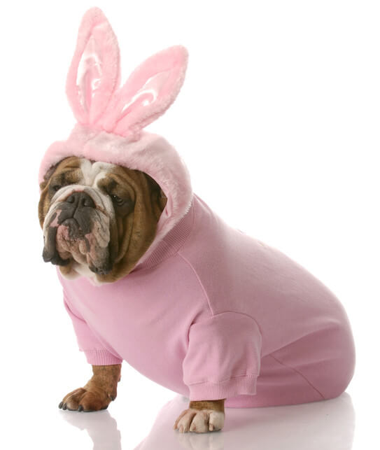 Best Dog Costumes for Pet Lovers Animals Network