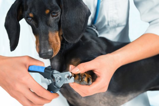 Dog nail clipper by: Fotosearch.com