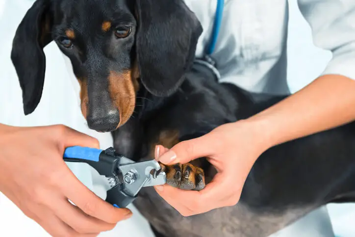 vet recommended dog nail clippers