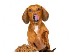 dog food by: fotosearch.com