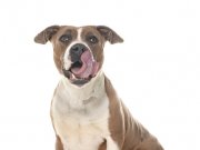 pitbull dog food by: Fotosearch.com