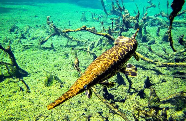 Spotted Gar Photo by: Phil&#039;s 1stPix https://creativecommons.org/licenses/by-nc-sa/2.0/ 