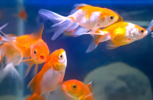 Красивая золотая рыбка в домашнем аквариуме Фото: C Watts https://creativecommons.org/licenses/by/2.0/