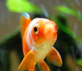 Closeup Of A Goldfishphoto By: Subfluxhttps://Creativecommons.org/Licenses/By/2.0/
