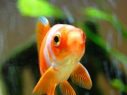 Closeup of a GoldfishPhoto by: subfluxhttps://creativecommons.org/licenses/by/2.0/