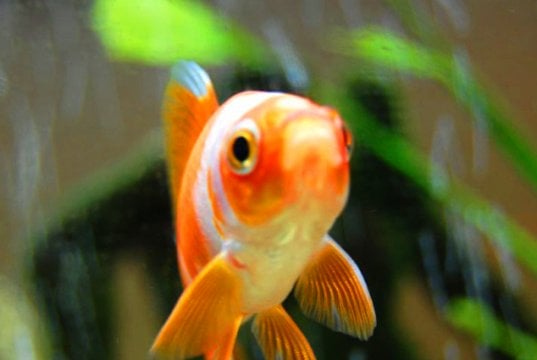 Closeup of a GoldfishPhoto by: subfluxhttps://creativecommons.org/licenses/by/2.0/
