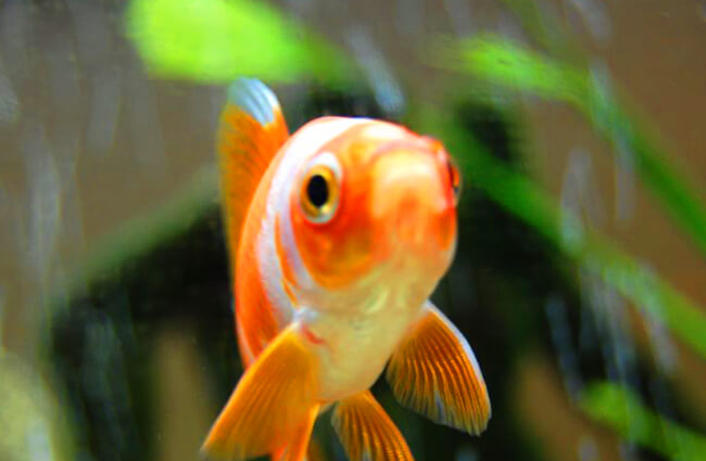 Goldfish, facts and photos