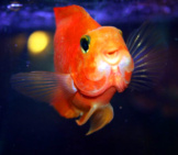 Goldfish In An Aquarium Photo By: Olaf Gradin Https://Creativecommons.org/Licenses/By/2.0/ 
