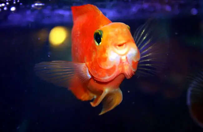 Золотая рыбка в аквариуме Фото: Олаф Градин https://creativecommons.org/licenses/by/2.0/