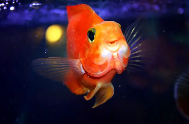 Goldfish, facts and photos