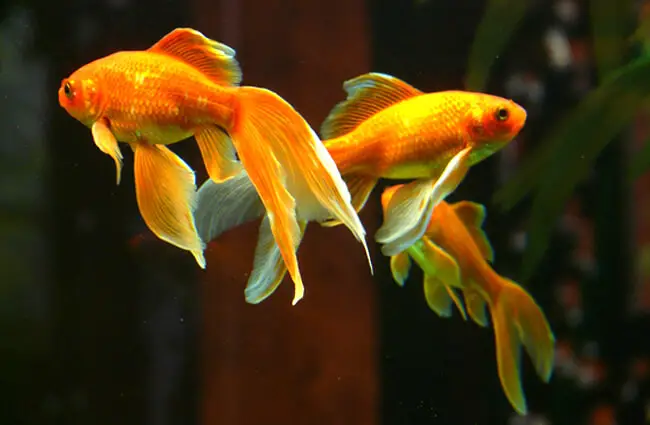 Золотая рыбка вуалехвост. Фото: Ханс Браксмайер https://pixabay.com/photos/veiltail-fish-goldfish-swim-11454/