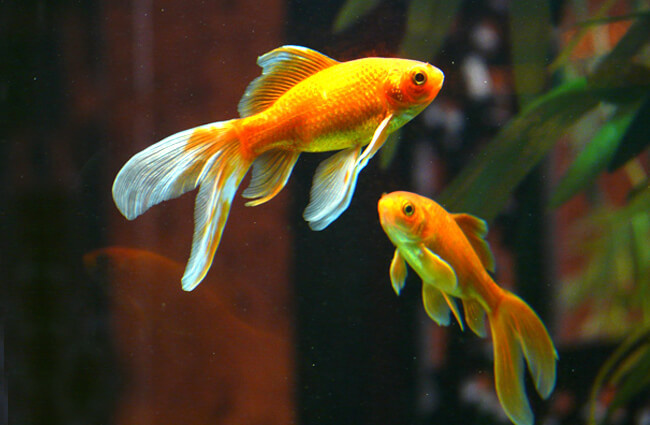 Goldfish Description Habitat Image Diet And Interesting Facts