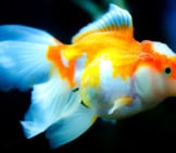 Goldfish Photo By: Rudy And Peter Skitterians Https://Pixabay.com/Photos/Underwater-Aquarium-Fish-Goldfish-3154726/ 