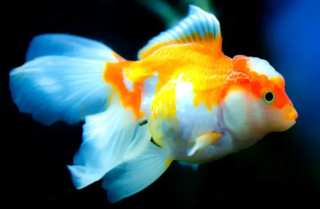 Goldfish Photo by: Rudy and Peter Skitterians https://pixabay.com/photos/underwater-aquarium-fish-goldfish-3154726/ 