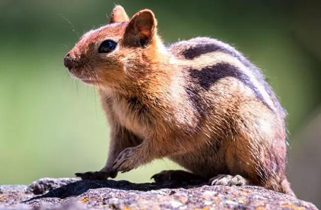 Closeup of a Golden-Mantled Ground Squirrel Photo by: Becky Matsubara https://creativecommons.org/licenses/by/2.0/ 