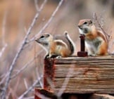 A Pair Of Antelope Squirrels On A Fence Rail Photo By: Renee Grayson Https://Creativecommons.org/Licenses/By/2.0/ 