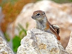 Antelope Ground SquirrelPhoto by: Renee Graysonhttps://creativecommons.org/licenses/by/2.0/