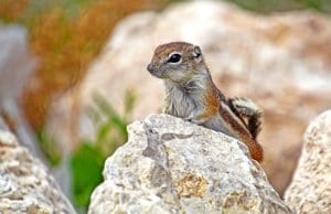 Antelope Ground SquirrelPhoto by: Renee Graysonhttps://creativecommons.org/licenses/by/2.0/