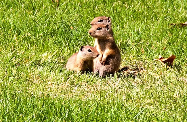 Belding&#039;s Ground Squirrels Photo by: sam may https://creativecommons.org/licenses/by/2.0/ 
