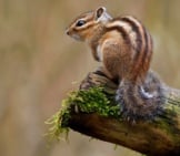 Siberian Chipmunk Posing For A Pic Photo By: Frank Vassen Https://Creativecommons.org/Licenses/By/2.0/ 