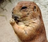 Closeup Of A Groundhog