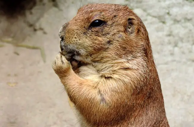 Closeup of a Groundhog