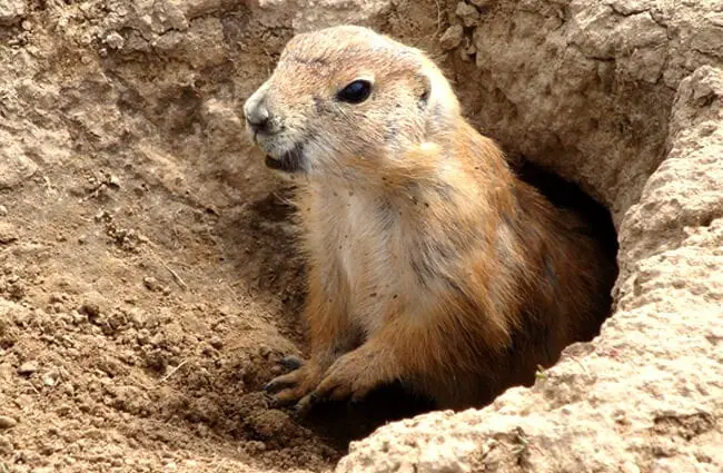 A cute Groundhog taking a quick peek above ground