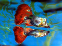 Beautiful male guppy in a home aquariumPhoto by: Frank Bostonhttps://creativecommons.org/licenses/by/2.0/