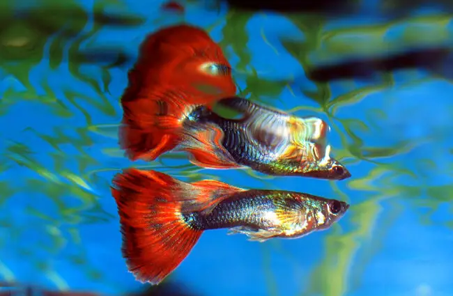 Beautiful male guppy in a home aquariumPhoto by: Frank Bostonhttps://creativecommons.org/licenses/by/2.0/