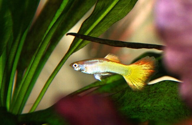 Guppy in the foliage of a fish tank Photo by: Mihnea Stanciu https://creativecommons.org/licenses/by/2.0/ 