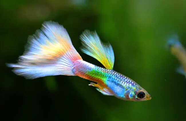 Красивый белый хвост у этой гуппи Фото: Zucky123 https://pixabay.com/photos/water-tank-aquarium-tropical-fish-4440191/