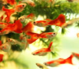 Guppies In A Home Aquarium Photo By: Timothy Jabez Https://Creativecommons.org/Licenses/By/2.0/ 