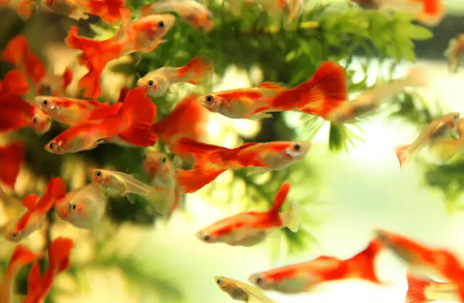 Guppies in a home aquarium Photo by: Timothy Jabez https://creativecommons.org/licenses/by/2.0/ 