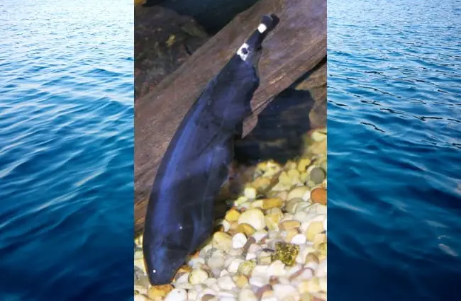Black Ghost Knifefish Photo by: Photo by and (c)2005 Derek Ramsey (Ram-Man) CC BY-SA 2.5 https://creativecommons.org/licenses/by-sa/2.5 