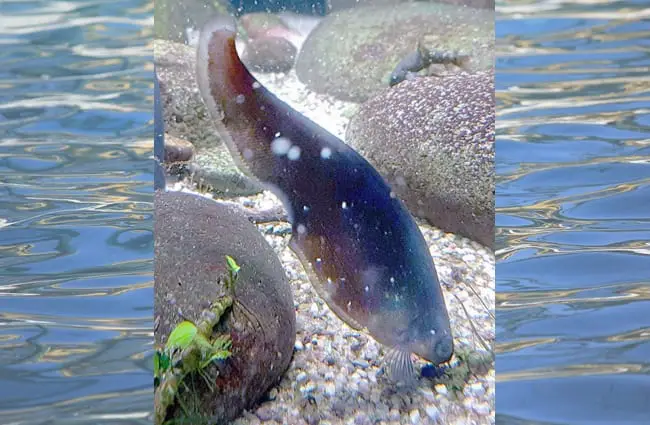 Африканская коричневая рыба-нож в Берлинском аквариуме. Фото: JSutton93 CC BY-SA 4.0 https://creativecommons.org/licenses/by-sa/4.0