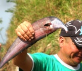 Knifefish Caught In Los Venezuela, The Locals Locals Call It A Horse Fishphoto By: Chrislorenz9 Cc By-Sa 4.0 Https://Creativecommons.org/Licenses/By-Sa/4.0