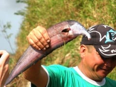 Knifefish caught in Los Venezuela, the locals locals call it a Horse FishPhoto by: Chrislorenz9 CC BY-SA 4.0 https://creativecommons.org/licenses/by-sa/4.0