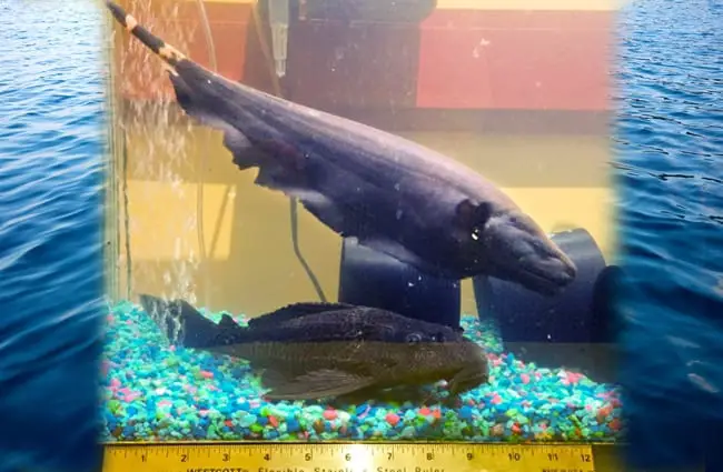 Black Ghost Knifefish in a home aquarium Photo by: https://creativecommons.org/licenses/by-sa/2.0/ 