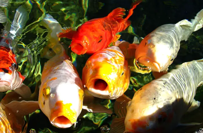 Feeding time at the Koi pond Photo by: Mark Doliner https://creativecommons.org/licenses/by-sa/2.0/ 