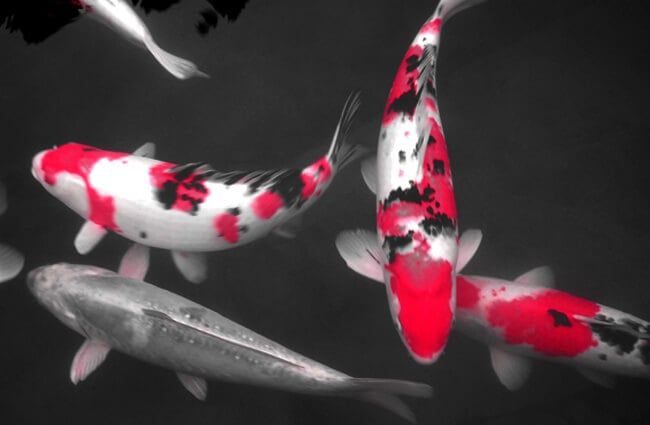 Pink selective-color Koi Photo by: Rosewoman https://creativecommons.org/licenses/by-sa/2.0/ 