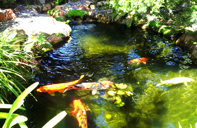 Koi Pond at Meditation Gardens in Encinitas, California Photo by: jeffrey tucker https://creativecommons.org/licenses/by-sa/2.0/ 