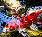 Exotic Koi Fishphoto By: Alexas_Fotoshttps://Pixabay.com/Photos/Koi-Pond-Fish-Japanese-Nature-4554767/