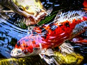Exotic Koi fishPhoto by: Alexas_Fotoshttps://pixabay.com/photos/koi-pond-fish-japanese-nature-4554767/