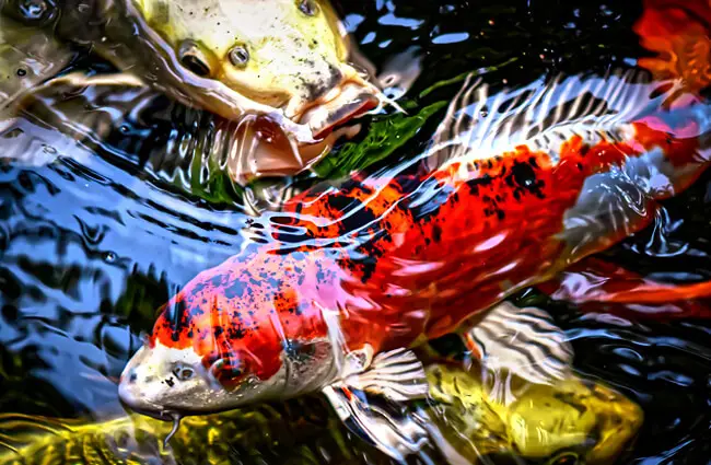 Экзотическая рыба коиФото: Alexas_Fotoshttps://pixabay.com/photos/koi-pond-fish-japanese-nature-4554767/