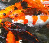 Orange Carp (Koi) Photo By: Masako Arnto Https://Pixabay.com/Photos/Aquarium-Fish-Colored-Carp-Koi-Fish-1447283/ 